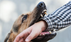 How Can Hawk Law Group Help With a Dog Bite Claim in Thomson?