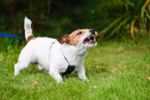 How Hawk Law Group Can Help if You’re Bitten by a Dog in Aiken County, SC